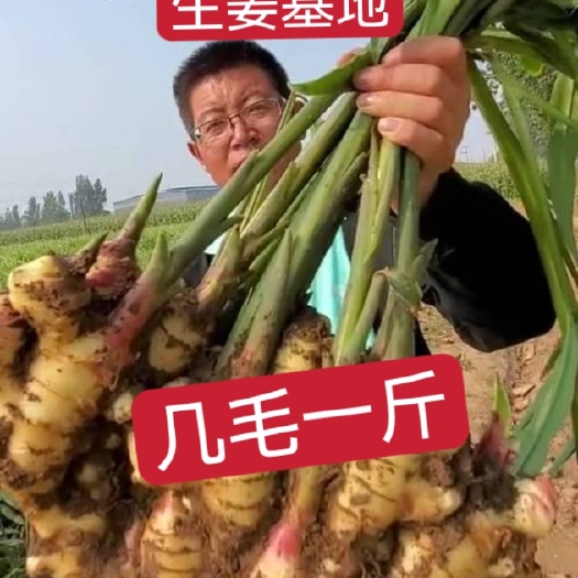 沂南县生姜批发大黄姜，小黄姜，姜巴，产地一手货源