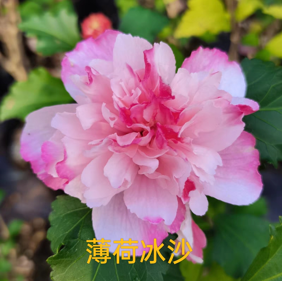 紫玉木槿花苗品種藍莓冰沙木槿花苗