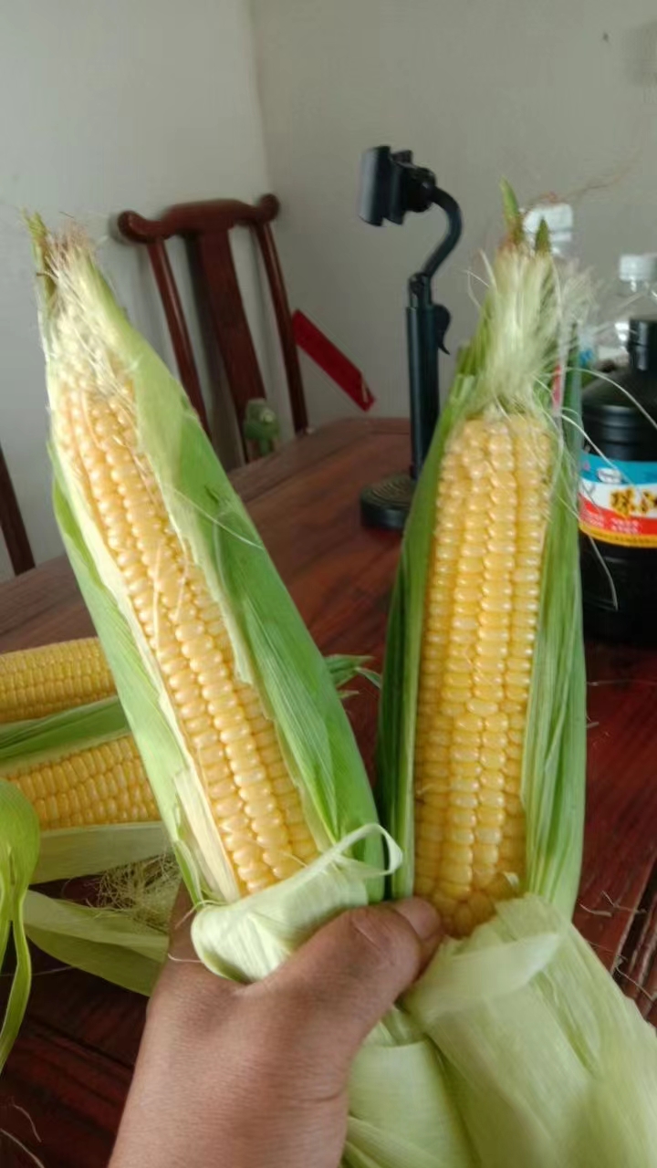 《精品太陽花》大量供應 一手貨源 產地直發(fā)
