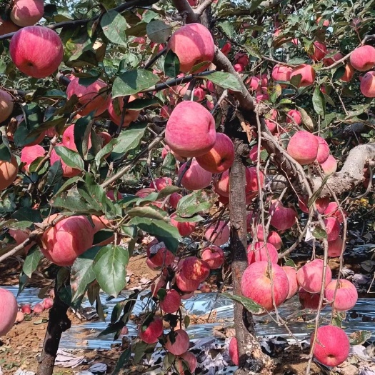 卢龙县寒富苹果大量上市