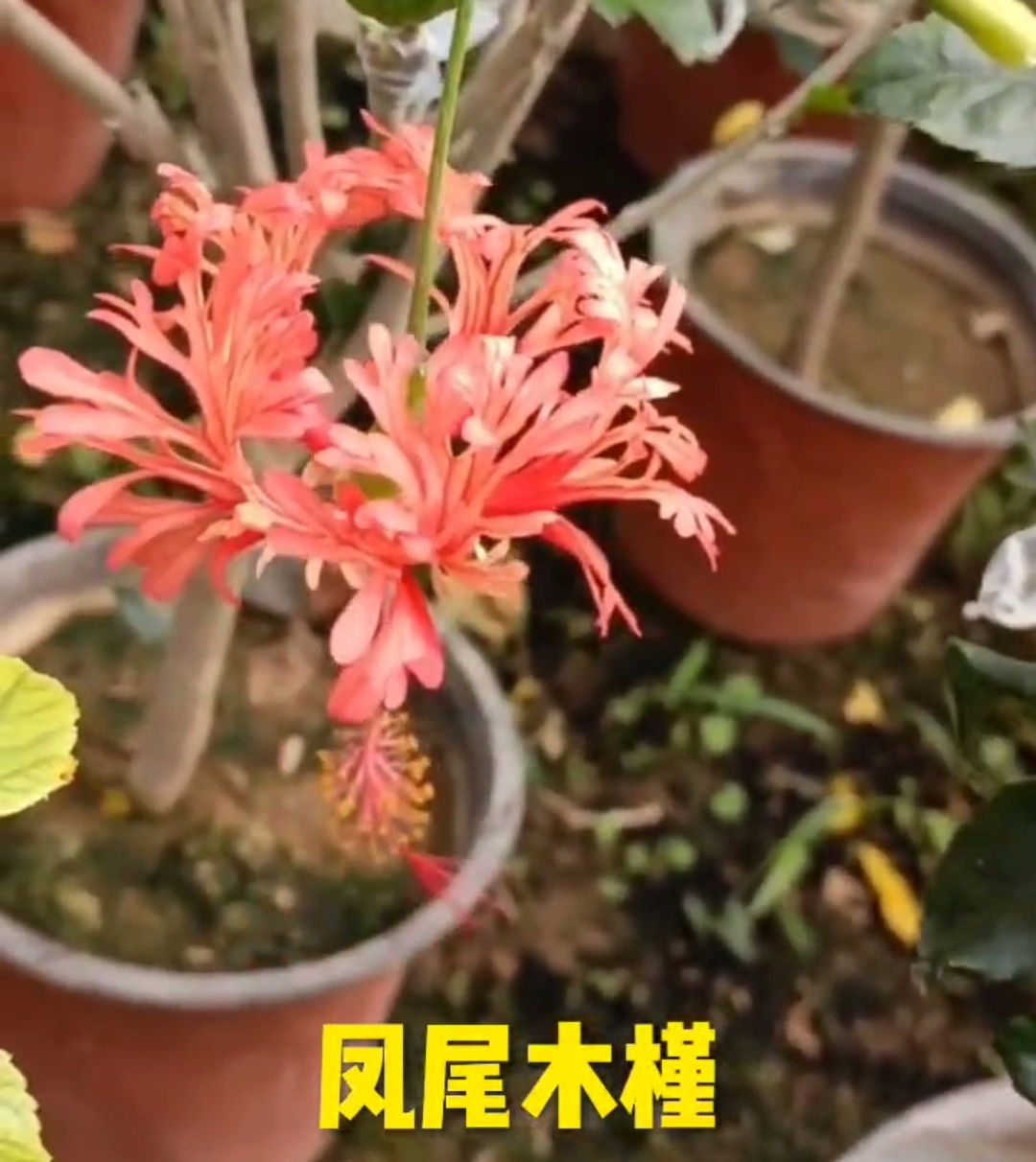 紫玉木槿花苗品種藍莓冰沙木槿花苗