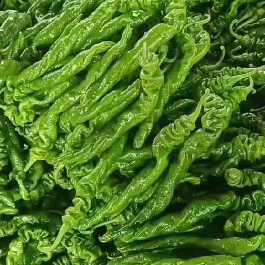 昌乐县山东潍坊昌乐龙椒大量现货供应中，条直颜色好，需要的老板联系。