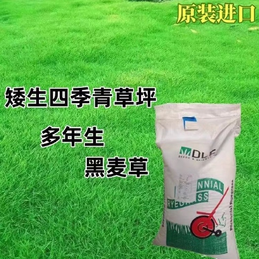 多年生黑麦草种子，种籽多年生矮生耐寒四季常青绿化护坡草皮种子