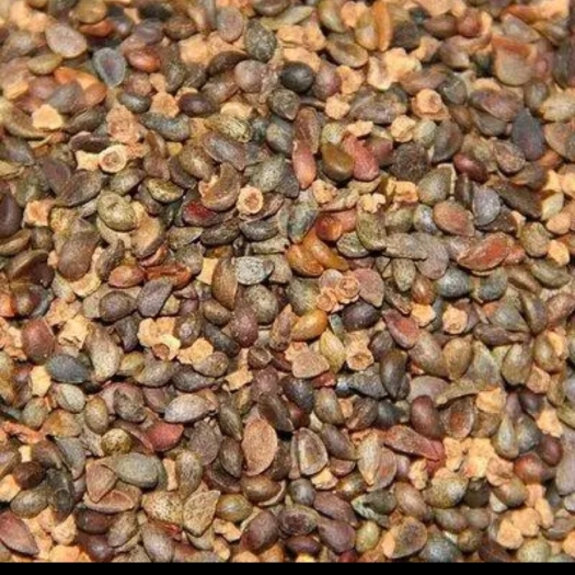 南阳棠梨种子杜梨种子梨树种子纯手工出芽率高
