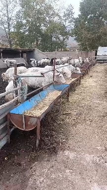 嘉峪关市草膘牦牛