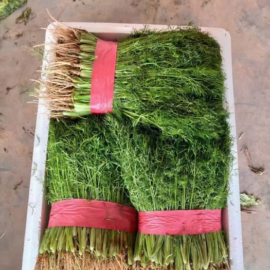 邯郸精品回香茴大量有货