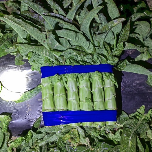 兰陵县红叶莴笋青皮清肉