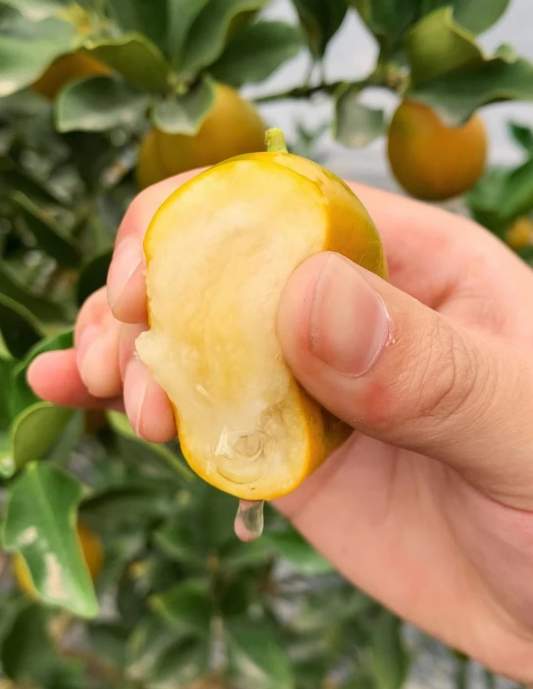 融安滑皮金桔   一手货源，现摘现发，品质有保障