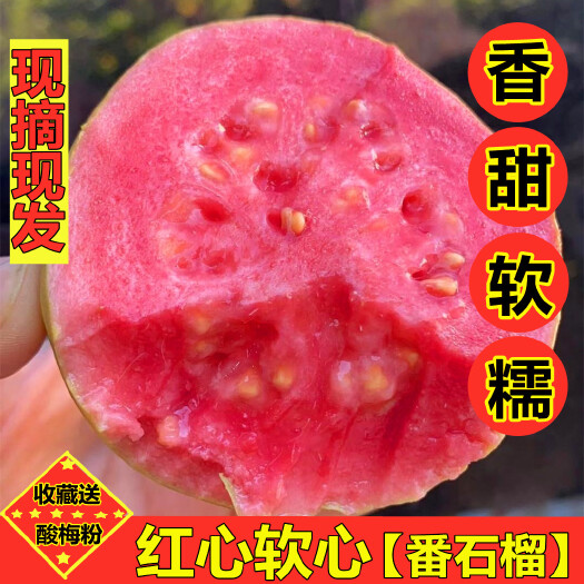平和县福建漳州软糯香甜的红心软芭乐鸡屎果一件代发直播供货