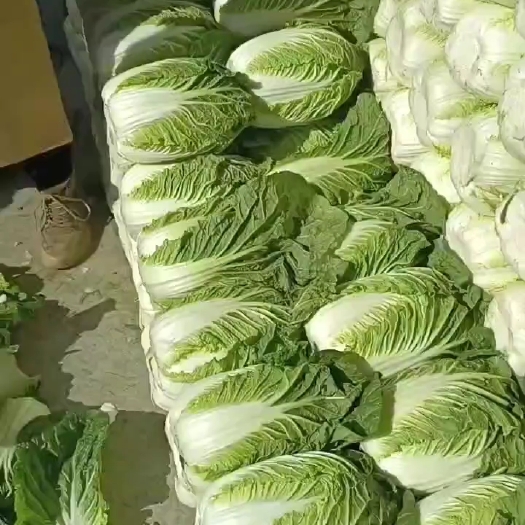 北京3号大白菜 净菜