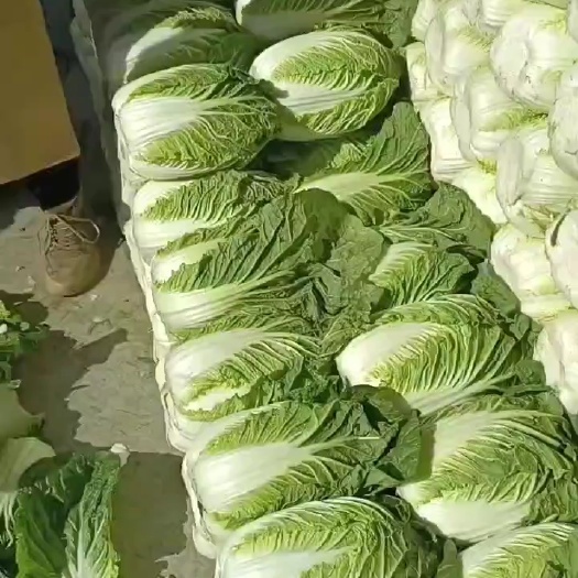 定州市北京3号大白菜 净菜