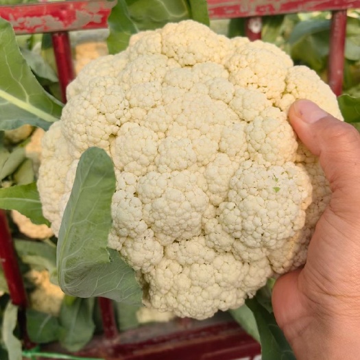 博爱县河南散花菜，大量上市，大量供应，商超市，质量保证，代发全国