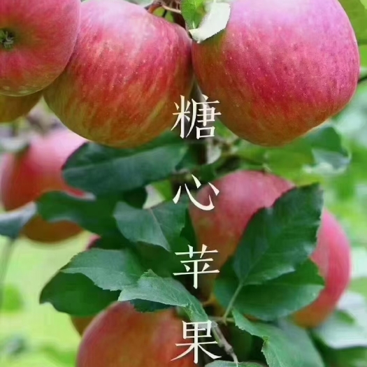 茂县茂县糖心红富士，巴适得很。