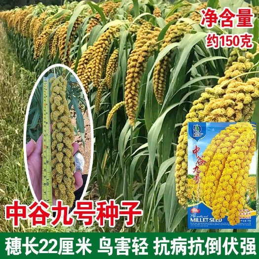 中谷九号谷子种子小米种籽金色黄色香糯早熟防麻雀粟米黄谷鸟不食
