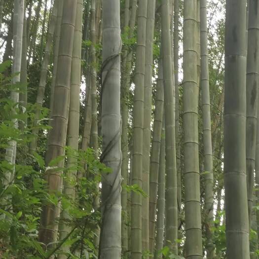 叙永县楠竹