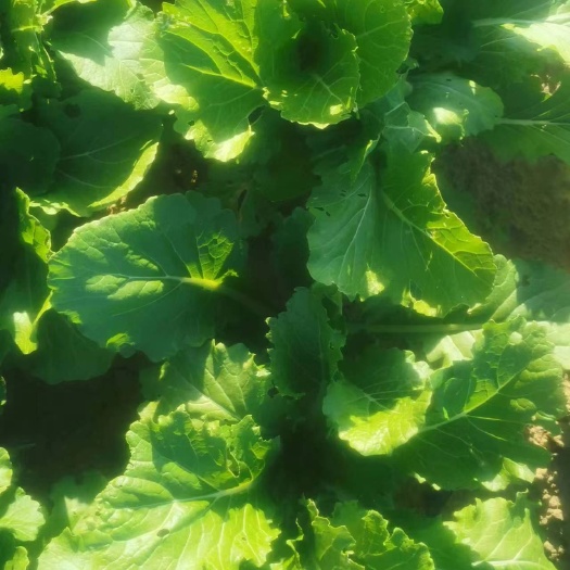 敖汉旗白菜，中等白菜精品白菜