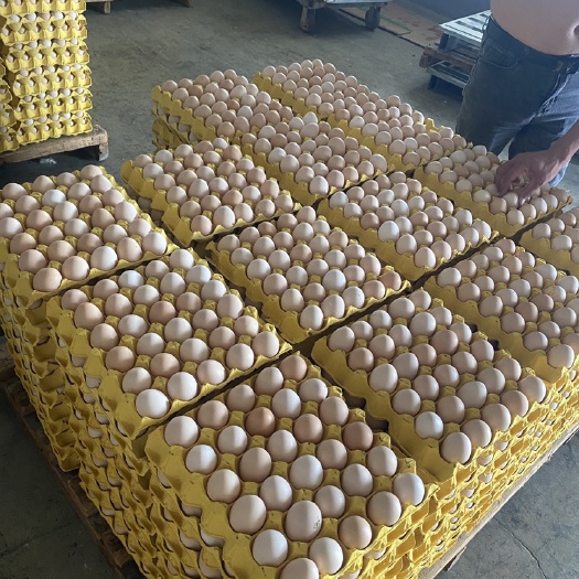 (39-41)双色大午金凤农三，海蓝灰，精品粉蛋，土鸡蛋