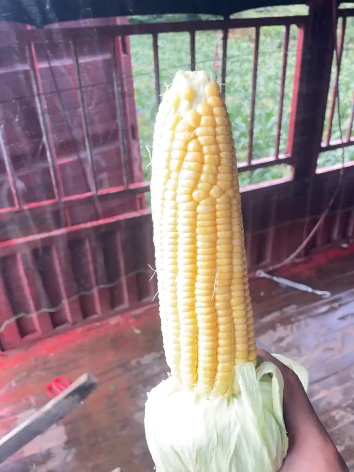 《精品太陽花》大量供應 一手貨源 產地直發(fā)