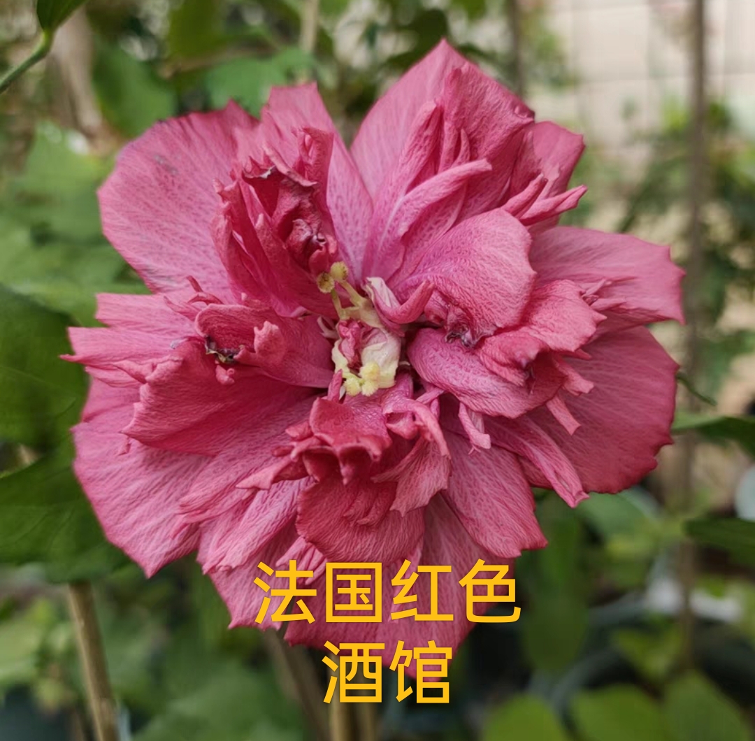 紫玉木槿花苗品種藍莓冰沙木槿花苗