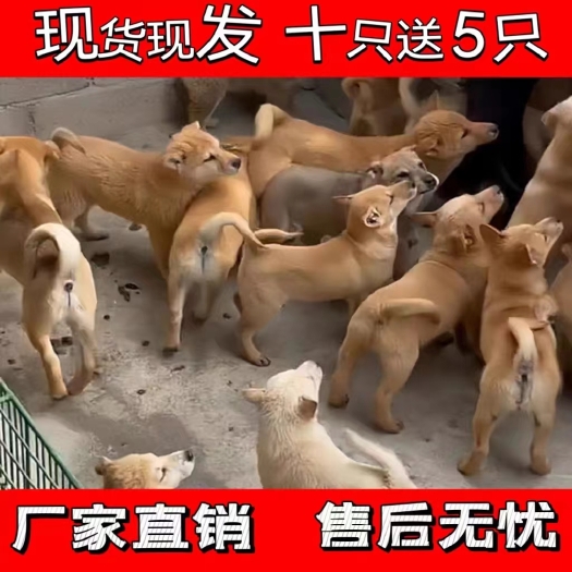 茂名土狗苗活体土狗幼犬养殖专用大体型可涨四五十斤农村笨狗田园犬狗