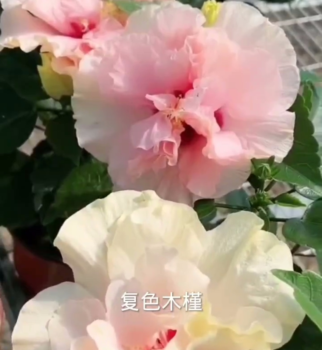 紫玉木槿花苗品種藍莓冰沙木槿花苗