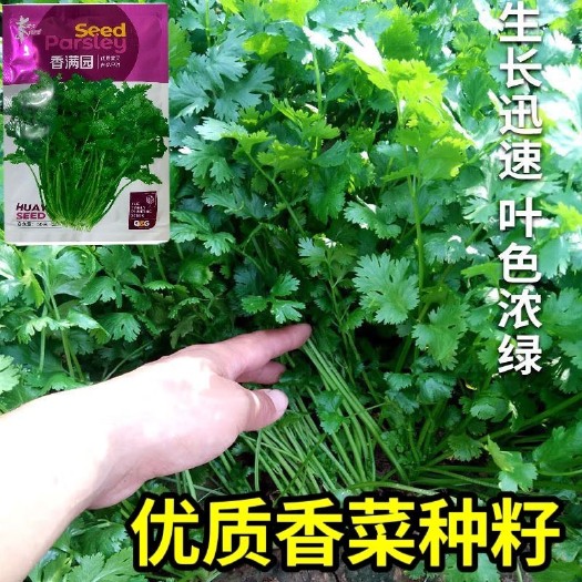 长沙耐寒耐热香菜种子大叶芫荽阳台四季速生香菜种籽种籽农家蔬菜秋季