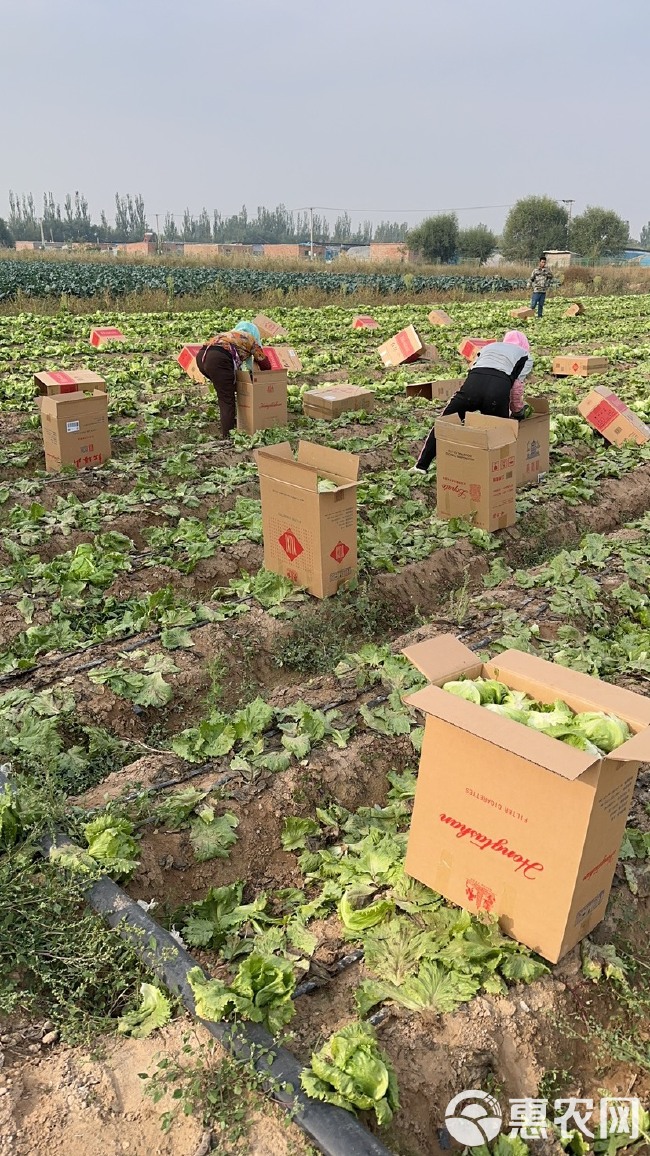 诚信服务客户，本人长年代收，球生菜，西兰花，紫甘蓝，绿甘蓝等