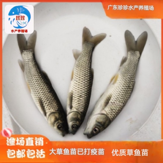广州草鱼苗  《鲩鱼苗》6-10cm已打疫苗，好养快大。