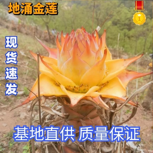 云南地湧莲花 千瓣莲花  圣花  基地直发  无中间商