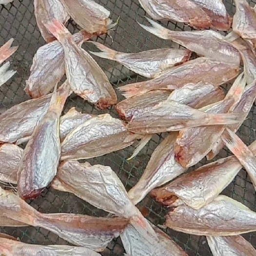 湛江红三鱼干去头风干海鲜干货红彡鱼新鲜加工咸鱼干红杉鱼