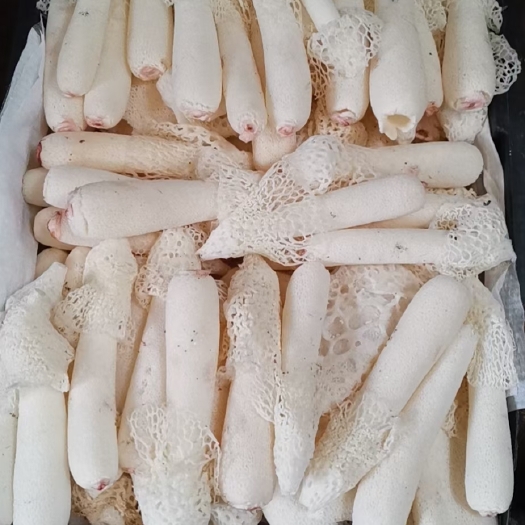 昆明贵州红托竹花