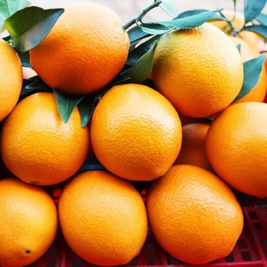贺州广西富川脐橙新鲜橙子当季水果甜橙手剥橙非爱媛赣南脐橙整箱