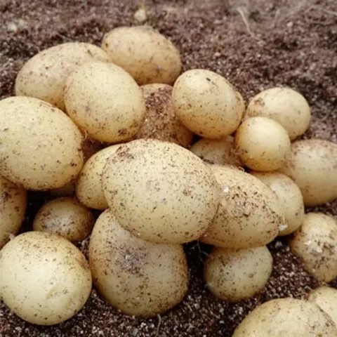 脱毒马铃薯原原种微型薯土豆种V7沃土5号希森6号实验一226