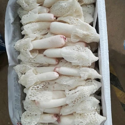 竹荪