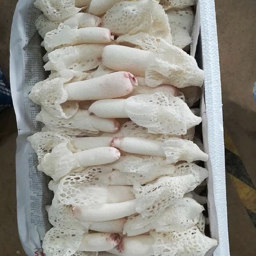 长沙竹荪