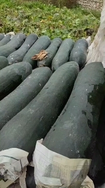 贵州青皮冬瓜已大量上市，有需要的老板来，量大，质量价格合适。