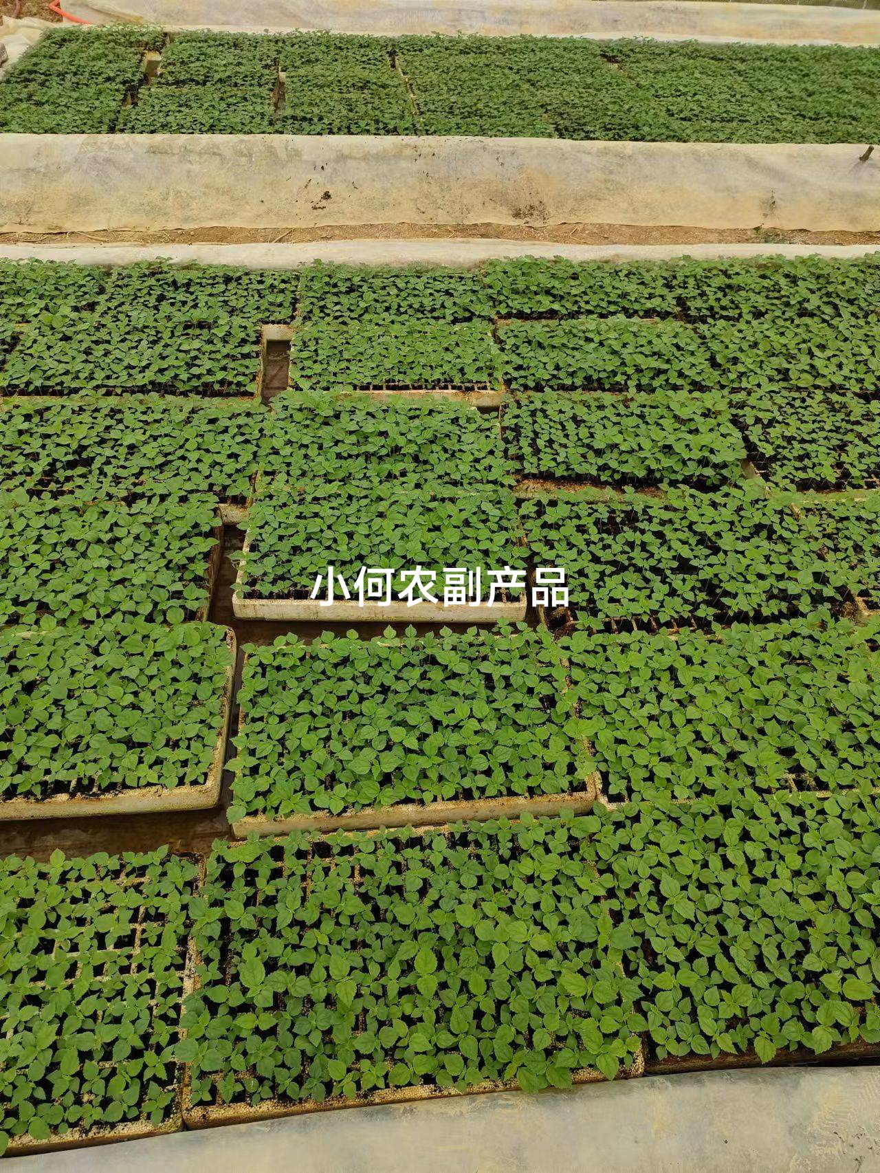 苎麻种子 川苎16号 湘苎3号 优质品种，提供育苗技术