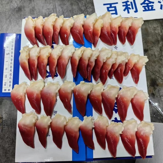文安县北极贝
