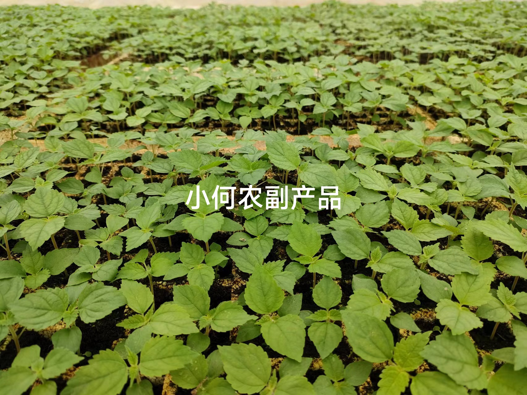 苎麻种子 川苎16号 湘苎3号 优质品种，提供育苗技术