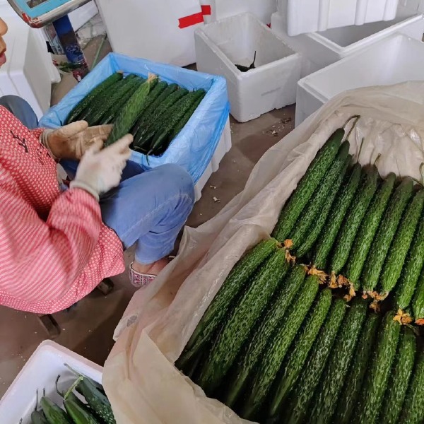 寿光产地黄瓜一手货源精品密刺黄瓜干花带刺电商团购赶集好货