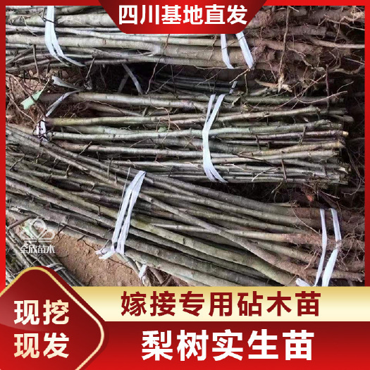 苍溪县梨树砧木苗实生苗未嫁接野生砧木嫁接专用原生占地梨苗直生苗梨子