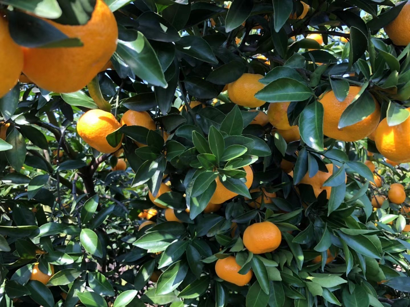 【新余蜜桔】蜜橘，成熟，皮薄，甜美，货很足，可每天供货
