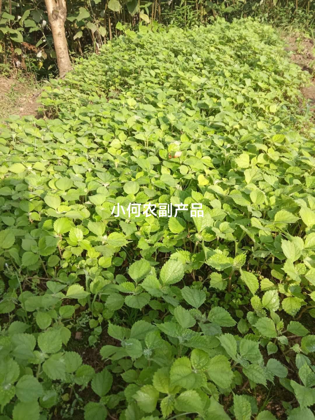 苎麻种子 川苎16号 湘苎3号 优质品种，提供育苗技术