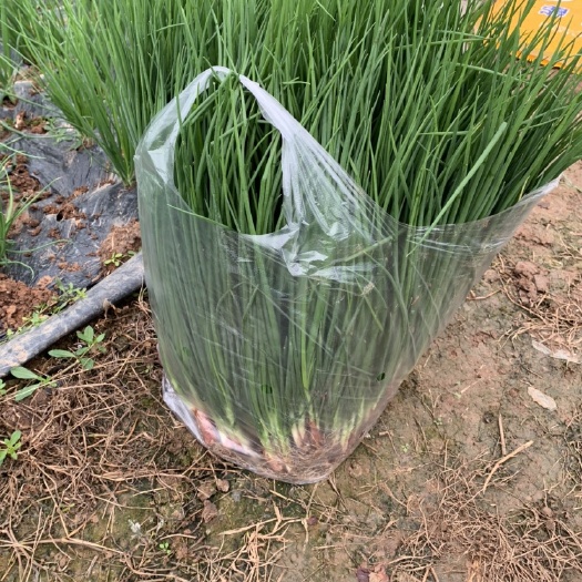 中江县威远火葱