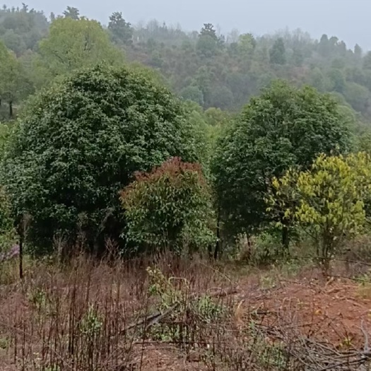 南京桂花冠幅-1.5米-1.8米-2米-不同规格货源价格