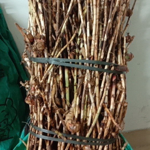 广州春砂仁根