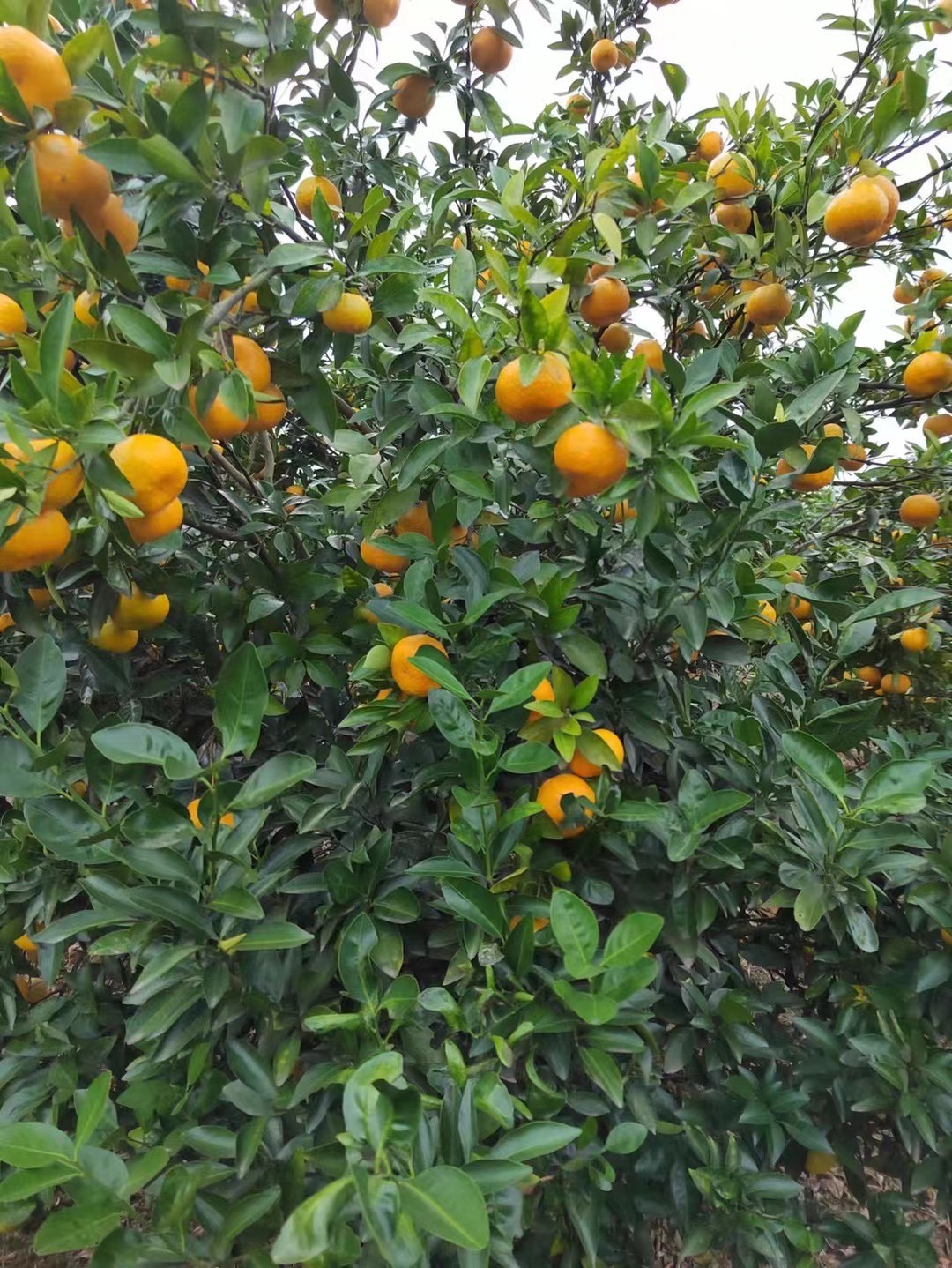 【新余蜜桔】蜜橘，成熟，皮薄，甜美，货很足，可每天供货