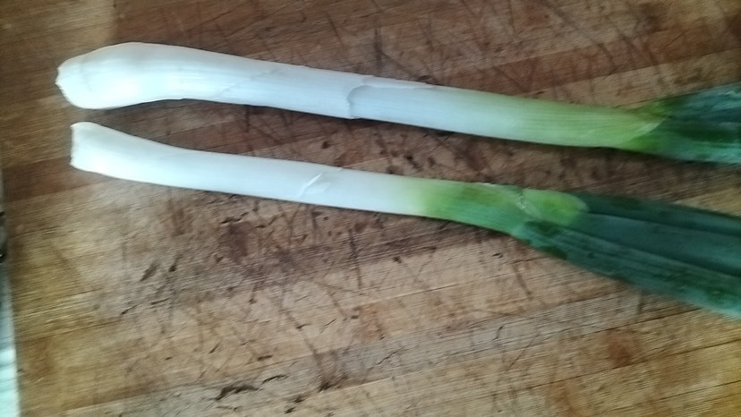 大同葱白8寸，特别好的葱
