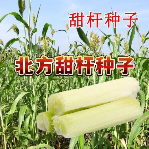 甘蔗种子甜杆甘蔗种籽老品种北方甘蔗儿时味道高产易种植