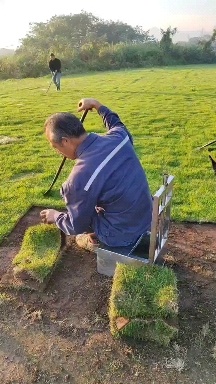 郴州马尼拉草皮